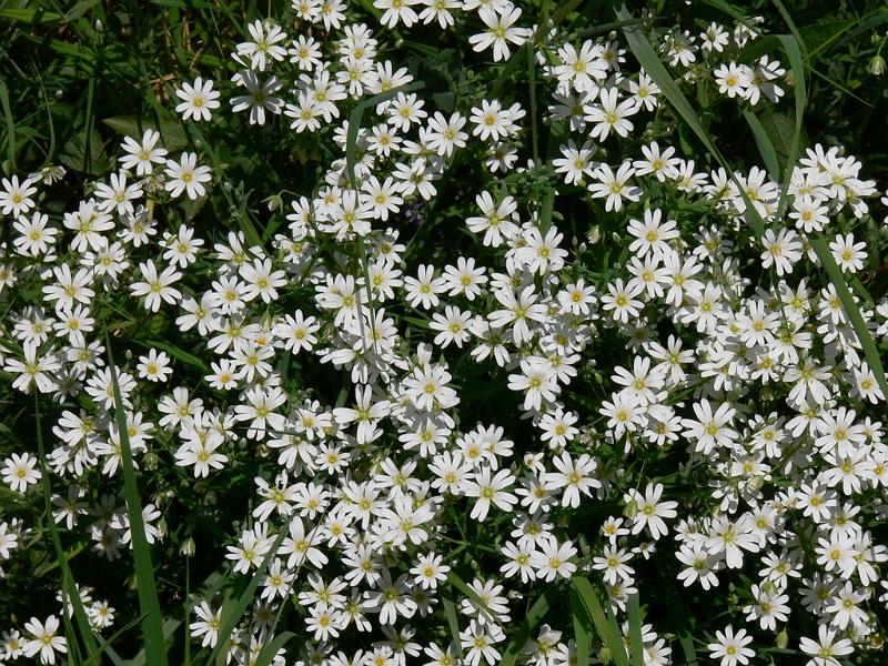 Mont Saint Michel 2010 - 200.jpg